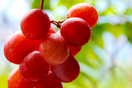 Grapeの写真素材