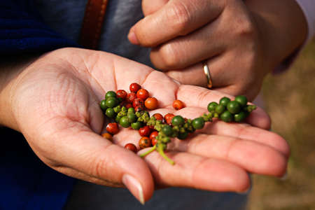 Looking at pepper seeds on the hand.