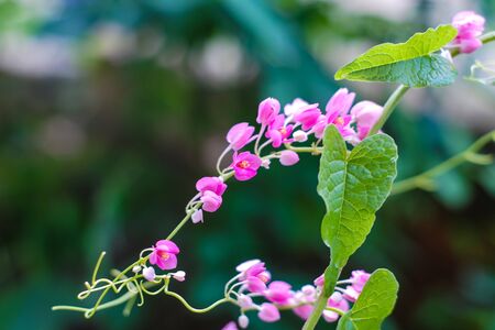 Antigonon flowerの写真素材