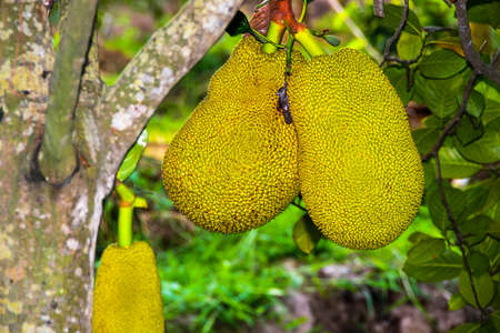 Jackfruit tree is fruiting