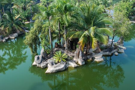 Areca and coconut treeの写真素材