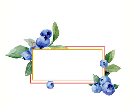 Watercolor drawing of blueberries on  whiteの写真素材