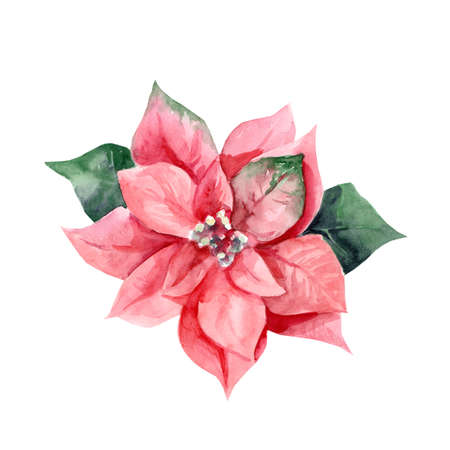 Watercolor drawing of christmas poinsettia on white backgroundの写真素材
