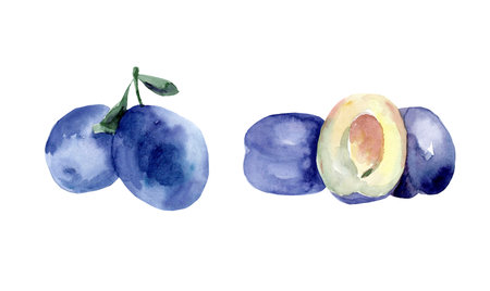 watercolor drawing of plums on white backgroundの写真素材