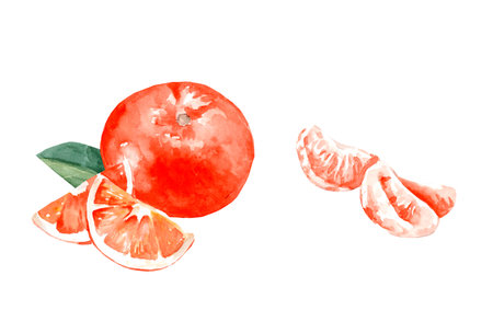 watercolor drawing of tangerines on white backgroundの写真素材