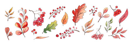 Hand drawing watercolor illustrations. Autumn botanical clipart. Set of autumn leaves, herbs and branches, rowan berries. Floral design elements. Perfect for invitations, greeting cards, blogs, posters, printsの写真素材