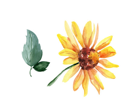 Yellow watercolor flowers with green leaves isolated on white background. Autumn illustrationの写真素材