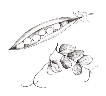 Green peas isolated on white background. Hand-drawn realistic illustration. Vintage black and white hand drawing. Vegetarian food.の写真素材
