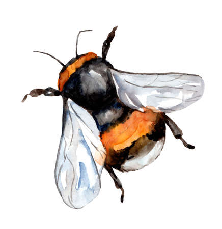 Watercolor illustration of a honey bumblebee on a white background.の写真素材