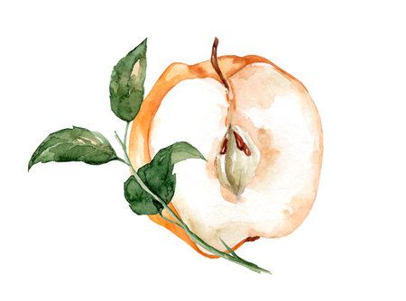 Fresh ripe yellow quince fruit on the branch. Hand drawn watercolor illustration isolated on white backgroundの写真素材