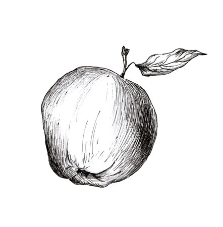 Graphic drawing of apple isolated on white backgroundの写真素材