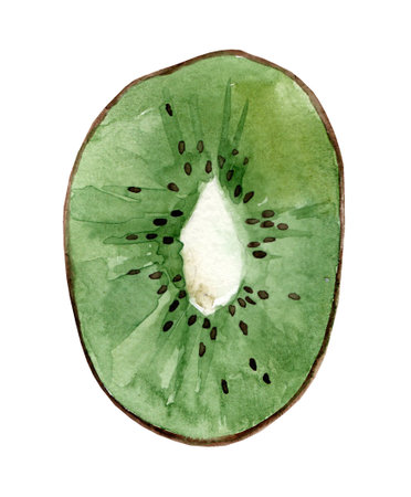 fresh kiwi. Watercolor realistic hand drawn illustration of fresh fruits isolated on white background.の写真素材