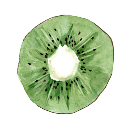 fresh kiwi. Watercolor realistic hand drawn illustration of fresh fruits isolated on white background.の写真素材