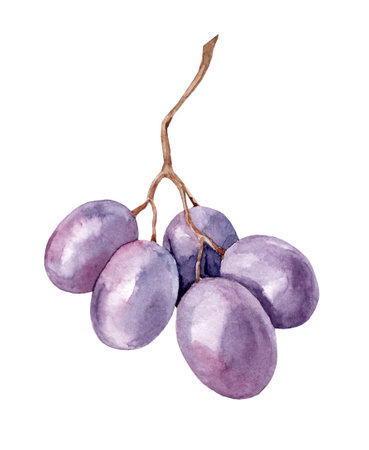 Watercolor image of a bunch of black grapes. Realistic ripe organic purple bunch of grapes. Delicious purple sweet juicy fruit illustration. Delicious ripe fruits.の写真素材