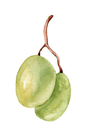 Watercolor image of a bunch of green grapes. Realistic ripe organic pink green bunch of grapes. Delicious green sweet juicy fruit illustration. Delicious ripe fruits.の写真素材