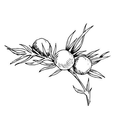 Juniper branch line illustration. botanical illustrationの写真素材