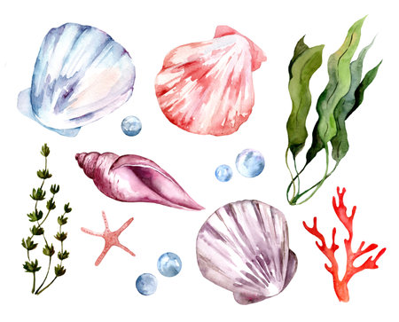 Shells, starfish, corals, algae isolated on white background. Set of watercolor illustrations. Vacation, summer, seaの写真素材