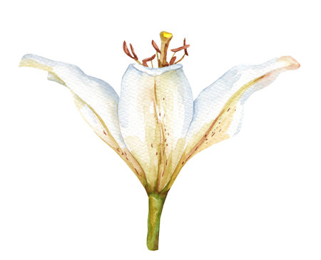 Watercolor white Lily. Flower illustration isolated on white background for cards, wedding invitations and package designの写真素材