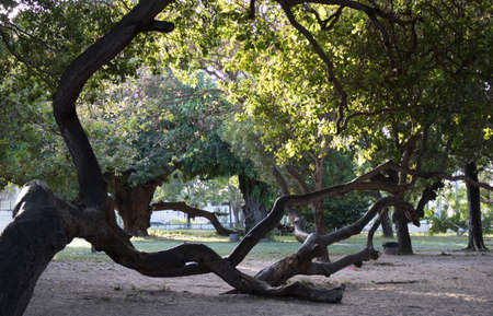 Strange trunk growing sideways.