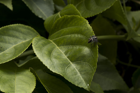 Tiny spider living on plants.
