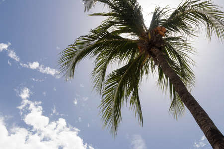 Nice photography of a coconut palm tree from bellow.