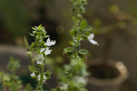 Basil plant growing, Beautiful white little flower blooming.Panicles.の写真素材