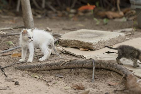 Little curious cat staring around. Beauriful eyes. Macro photo