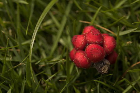 Red seeds fallen from tree.の写真素材