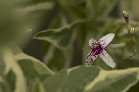 Pink and white flower blooming.の写真素材