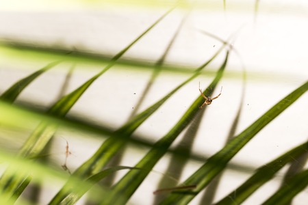 A small spider hanging on its webの写真素材