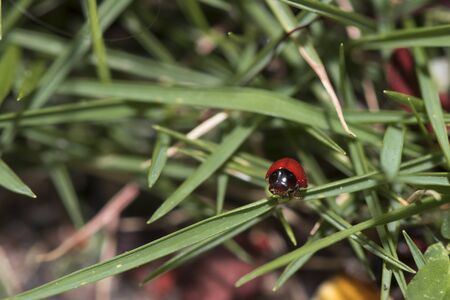Red tiny isect  wondering in natureの写真素材