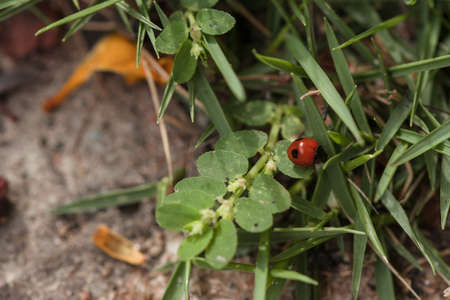 Red tiny isect  wondering in nature