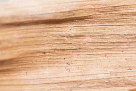 Dried plant patternの写真素材