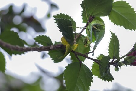 Little mantis on branch