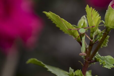 Little mantis on branchの写真素材