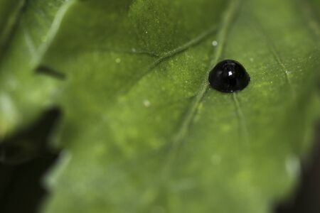 Black tiny isect  wondering in nature