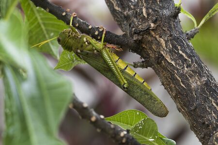 Giant grasshopper hanging on little tree.