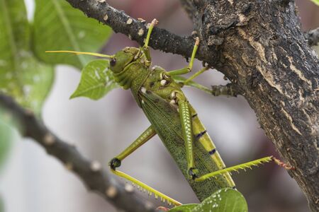 Giant grasshopper hanging on little tree.の写真素材