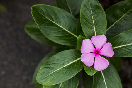Beautiful pink flower blooming.の写真素材