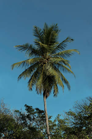 Palm tree among other trees. Beautiful blue summer sky.