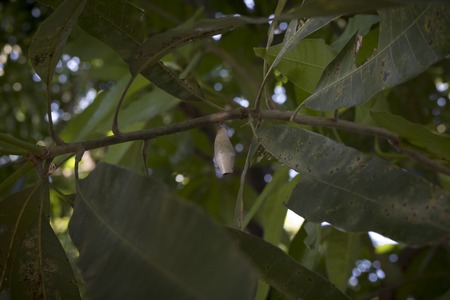Cocoon in formation. Becoming a beautiful butterfly.の写真素材