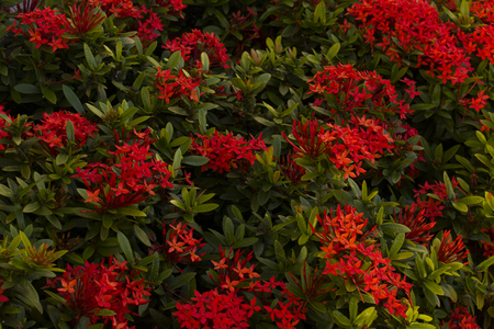 It consists of a tropical evergreen shrub.の写真素材