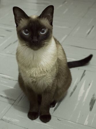 Beautiful siamese kitten staring at the camera.の写真素材
