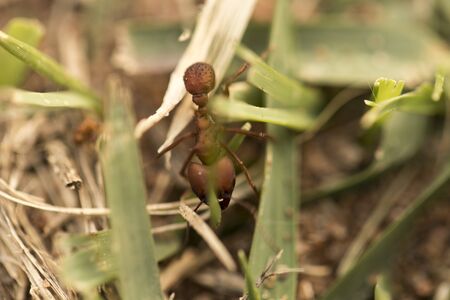 Ant working carring food around. Macro photo.