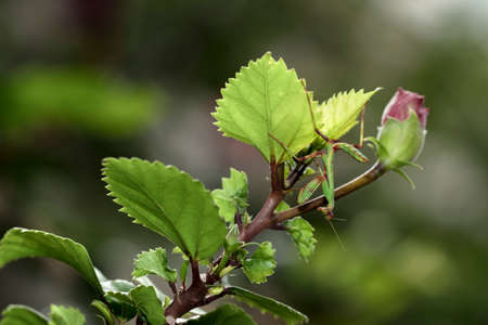 Little mantis on branchの写真素材