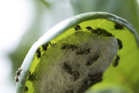 Little wasps on it's nest beautiful green leaf.  Stonishing yellow and black combination. Wasp nest full of texture and pattern. Amazing textured bodies.  Close-up photography. Macro Lens.の写真素材