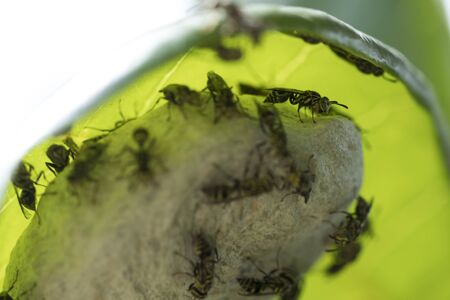 Little wasps on it's nest beautiful green leaf.  Stonishing yellow and black combination. Wasp nest full of texture and pattern. Amazing textured bodies.  Close-up photography. Macro Lens.の写真素材