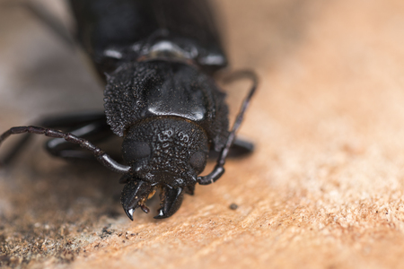 Dead Titanus giganteus beetle. Macro photography. Amazing texture on it's body. Close-up picture.の写真素材