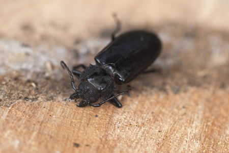Dead Titanus giganteus beetle. Macro photography. Amazing texture on it's body. Close-up picture.の写真素材
