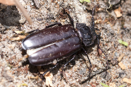 Dead Titanus giganteus beetle. Macro photography. Amazing texture on it's body. Close-up picture.の写真素材